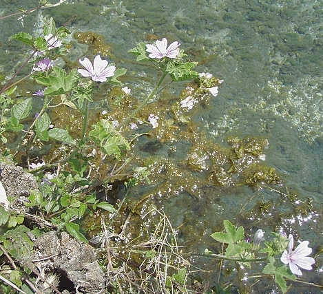 Malva sylvestris